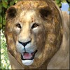 Ultimate Lion Simulator