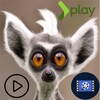 Videos Graciosos De Animales