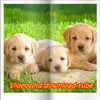 Videos Hd Download Tube