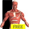 Visual Anatomy Free