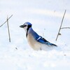 Wallpapers And Backgrounds Of Animals In The Winter