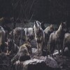 Wallpapers And Pictures Of Wolves Of All Kinds Around The World 4k