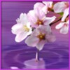Water Drop. Flowers And Leaves.