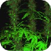 Weed 3D Live Wallaper
