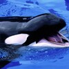 Whale Live Wallpaper