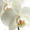 White Wallpapers