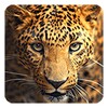 Wild Animals Live Wallpaper