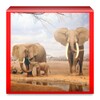 Wild Animals Pictures
