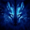 Wolf Night