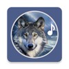 Wolf Sounds