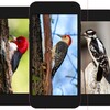 Woodpecker Wallpaper