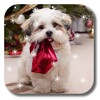 Xmas Puppy