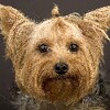 Yorkshire Terriers Wallpapers