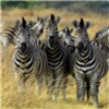 Zebras Live Wallpaper