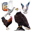 تعليم أسماء الطيور باللغة الانجليزية
